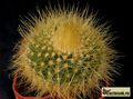 PARODIA chrysacanthion